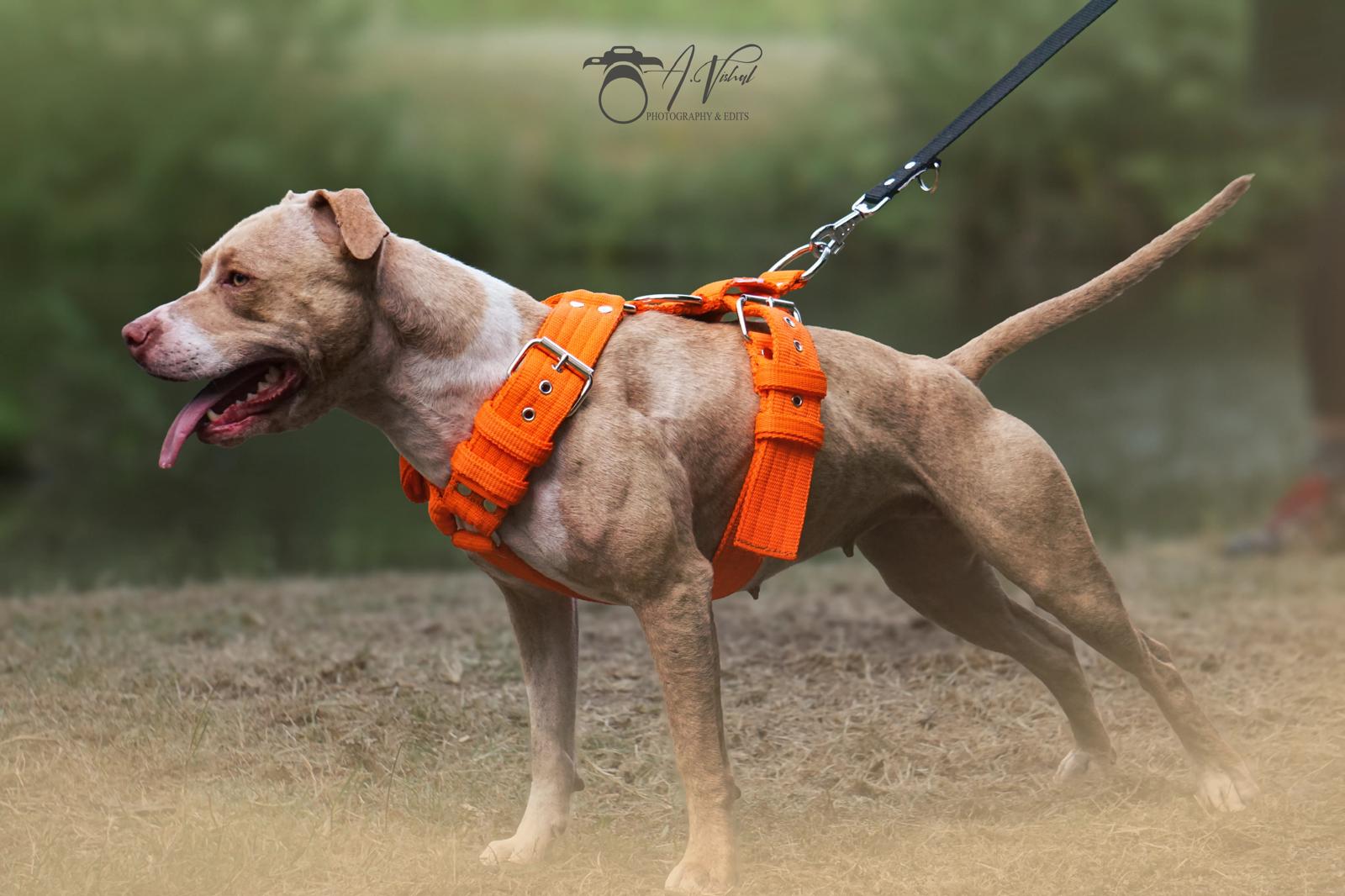 Sporting Dog Gear